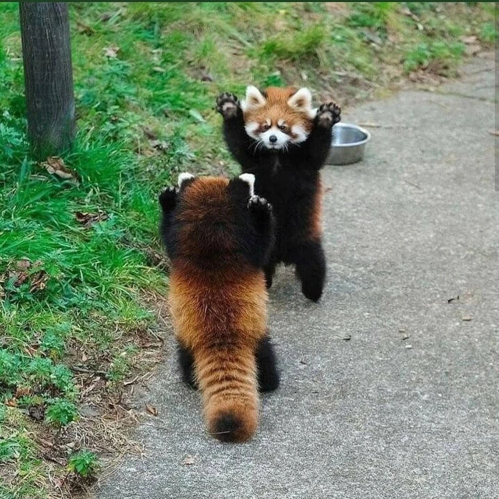 Живыми ископаемыми или реликтами называют организмы, которые практически не изменились за миллионы лет. Некоторые животные и растения просто замерли в своем развитии.-20