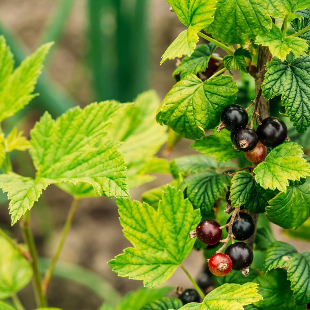 Точно у всех есть, но мало кто о пользе задумывался