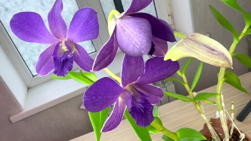 орхидеи БЕЗ химии и ухода : ЧЕРНИЛЬНАЯ орхидея с ароматом ванили