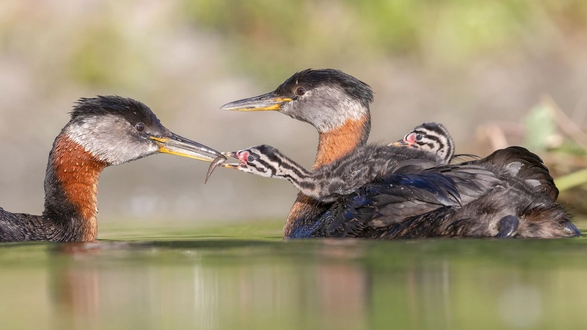 ©️ Edwin ​​Liu | The 2024 Audubon Photography Awards