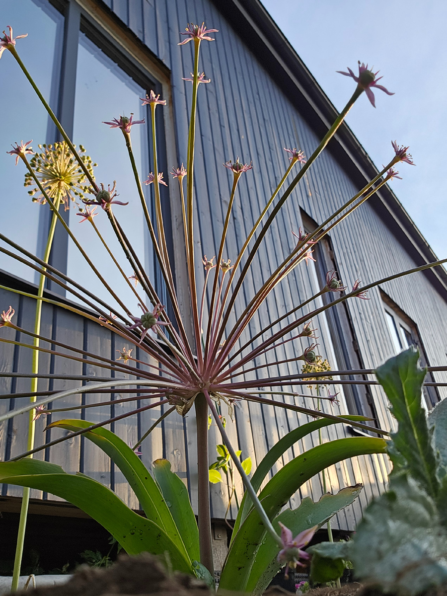 Декоративные луки прекрасны