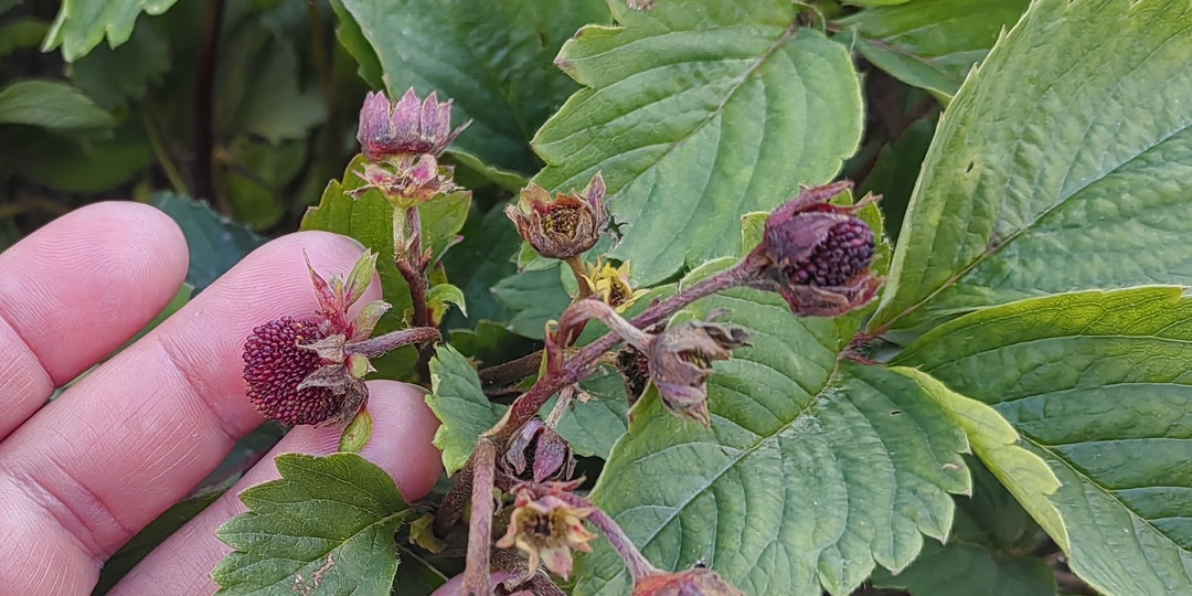 5 опасных вредителей клубники, которые выдают себя за другое