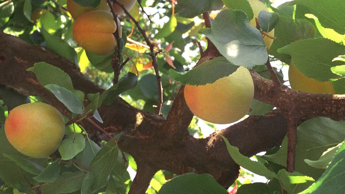     Автор: wikimedia.org