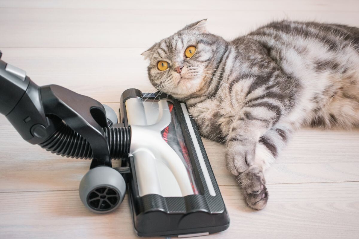 Как приучить кошку к пылесосу 