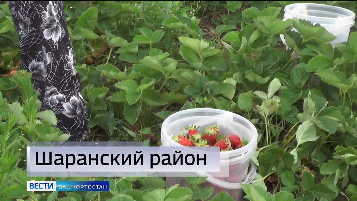    В Шаранском районе Башкирии пройдет гастрономический фестиваль «Клубничный край»