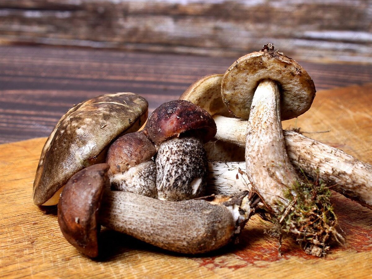 Подберезовики. Фото: t.me/sadogorodkp