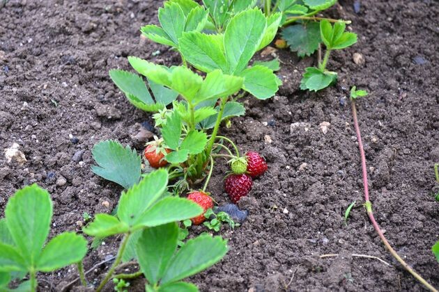 Размножение земляники садовой (клубники)  усами