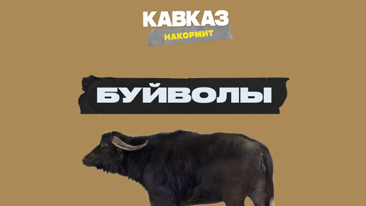 Буйволы | Кавказ накормит