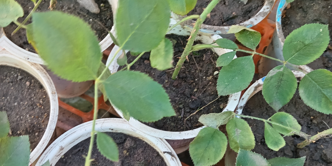 Как ухаживать за черенками, чтобы дали корни и точно прижились