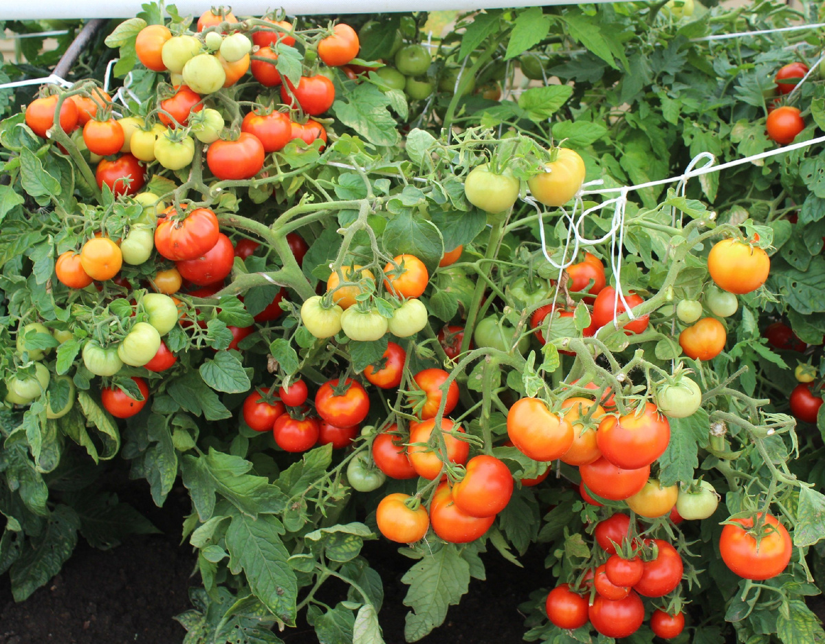 В естественной среде томаты являются культурой многолетней, потому в первые месяцы жизни они активно пускают силы в набор зеленой массы. В наших регионах подобное развитие невозможно из-за климата.