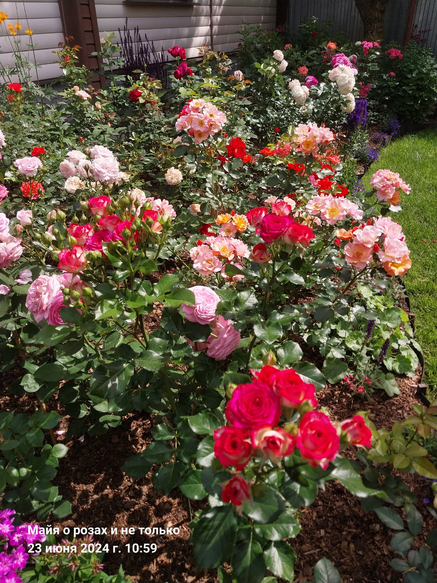 1. Спереди Рубиэлла, за ней Джаз и Сатчмо 