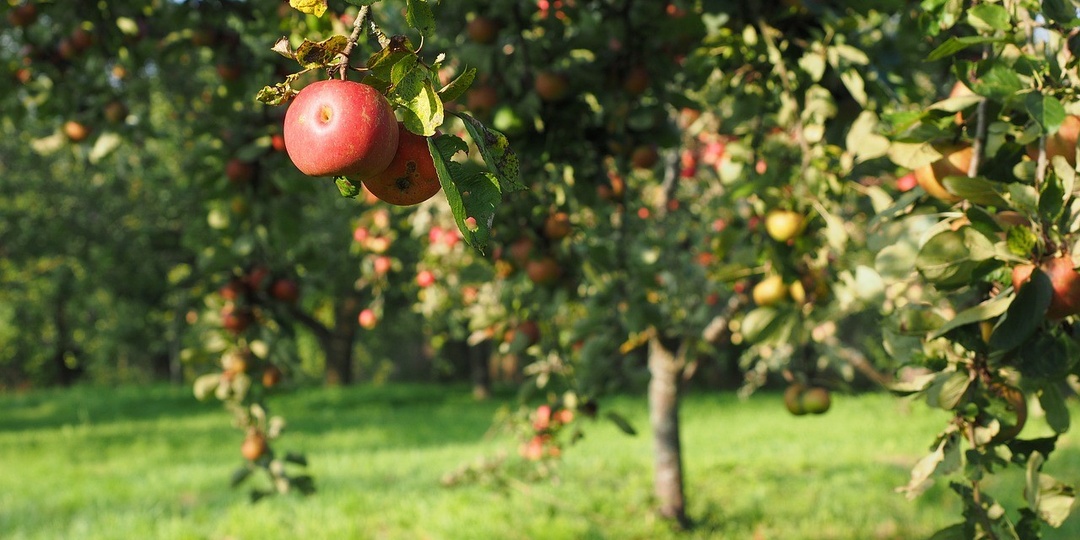 Прививка яблони летом: 5 эффективных способов и понятные схемы