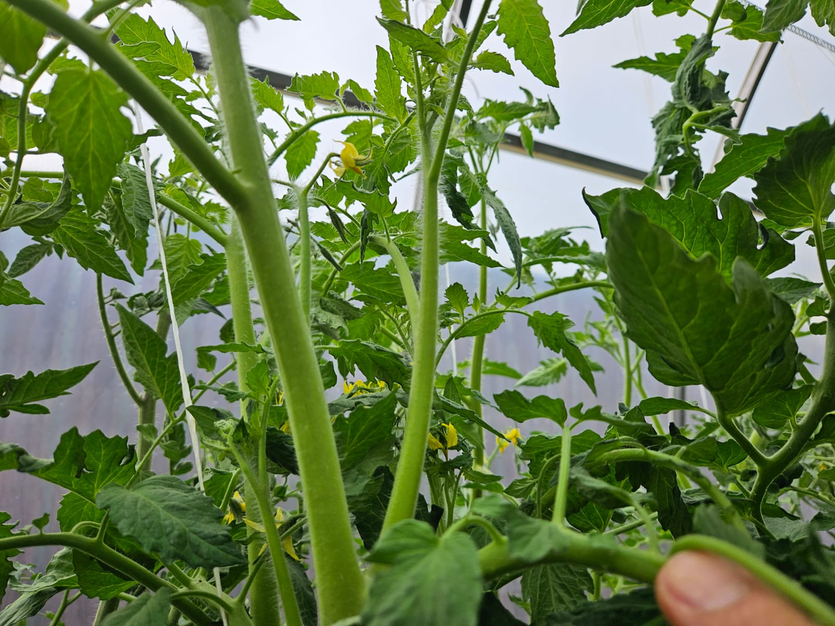 Чем больше зелени - тем лучше? Только не для томатов