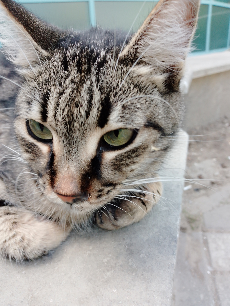 Крымский кот. 