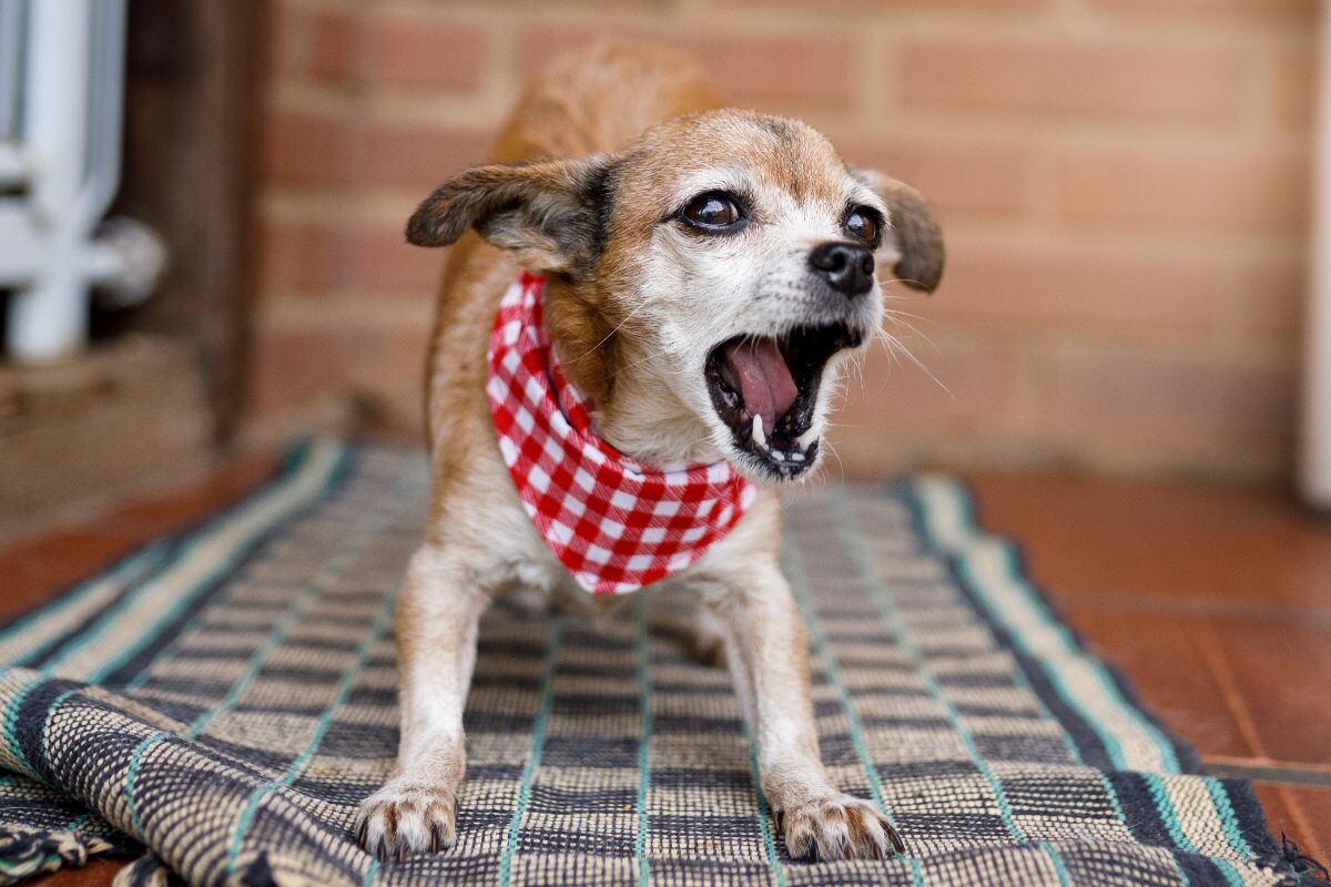 Лающая собачка 