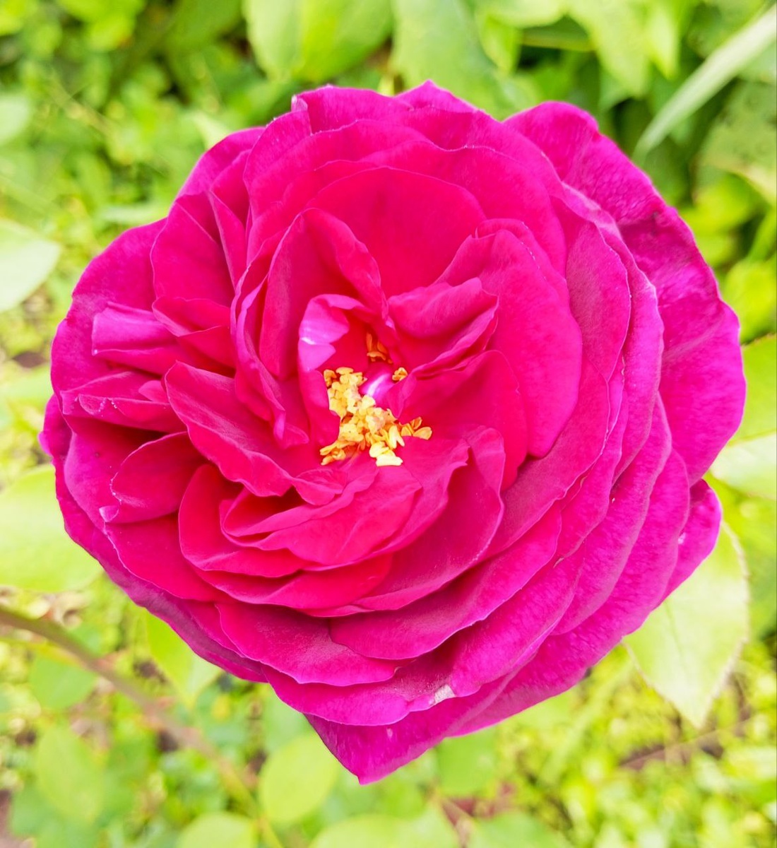 Роял Палас На фото получилась светлее, чем есть на самом деле.