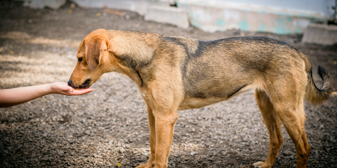 Мерзлота, одиночество и страх жили в этой собаке, пока не пришла помощь. А теперь только чудо