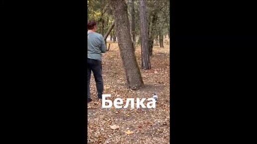 Животные. Белка. Лиса