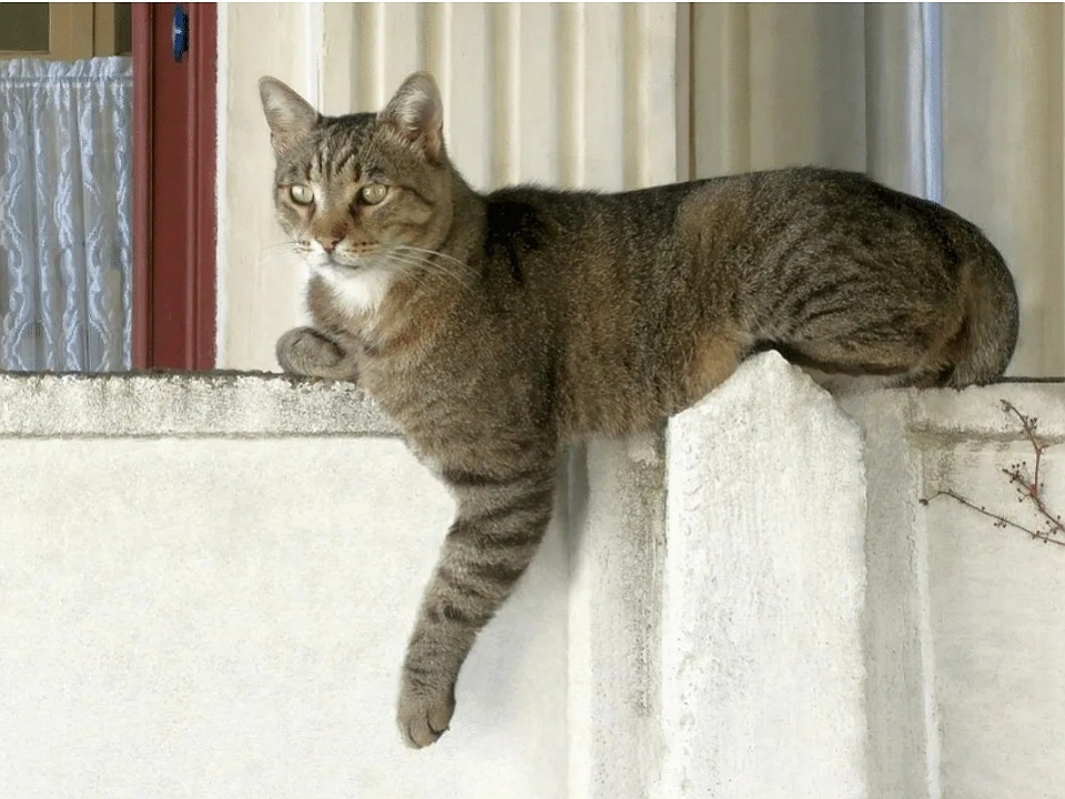 Яндекс картинки 