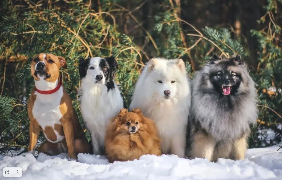 К примитивным породам относятся самые разные собаки. Фото отсюда: kinpet.ru