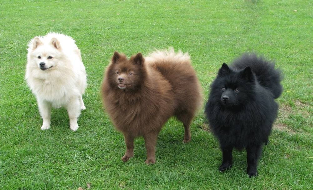 Гроссшпицы разного окраса. Фото отсюда: avatars.dzeninfra.ru