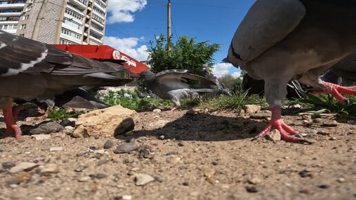 Голуби-патриоты. Пищевая конкуренция. Видеоэтюд