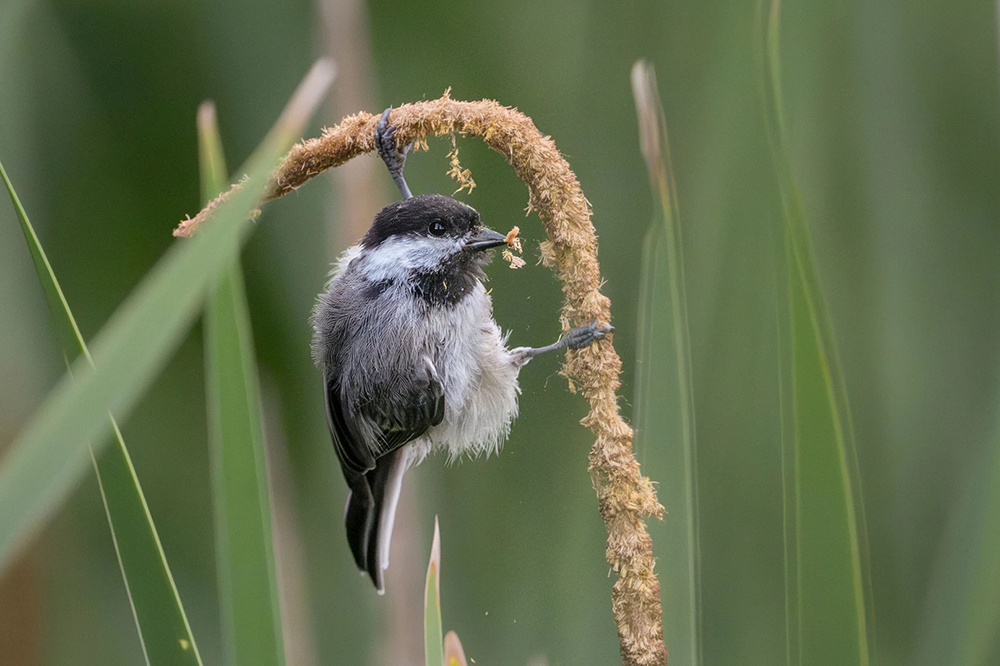    Фото: Linda Scher/Audubon Photography Awards