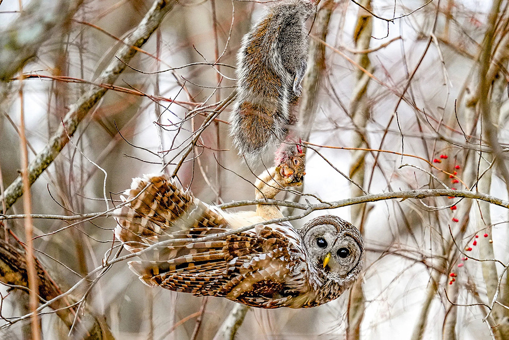    Фото: Erin Boisvert/Audubon Photography Awards