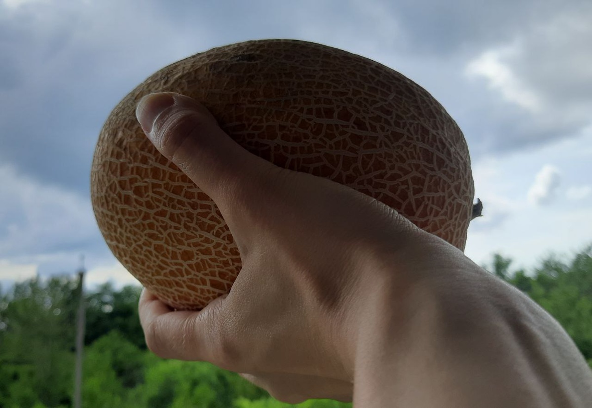 Дыни пока не успели сильно подешеветь. Стоят примерно 1,5 доллара за килограмм