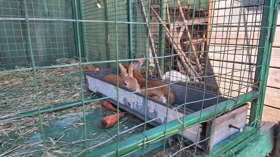    В зоопарке Урзуфа можно встретить множество животных Александр ПАРШИН