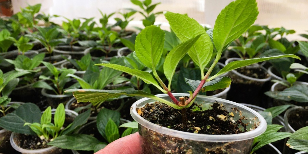 Черенкование летом: размножаем все, что нравится бесплатно