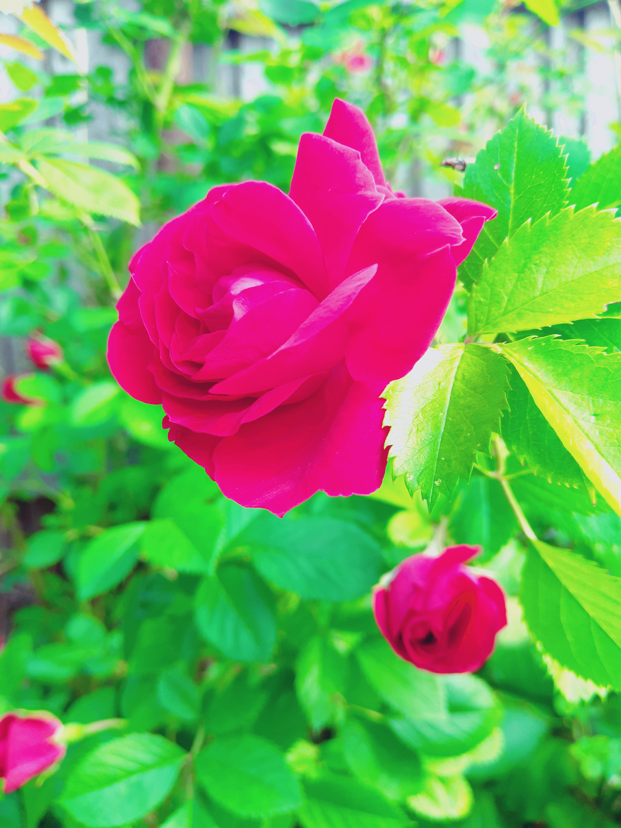 Плетистая роза наконец-то цветёт и радует у мамы под окном. Розу подарила соседка Татьяна, спасибо ей огромное
