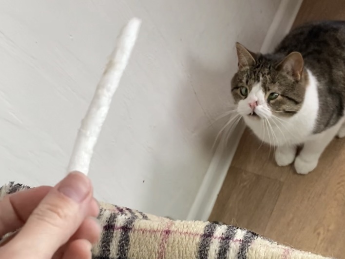 Как я снимаю контент со своим питомцем: сложности и лайфхаки