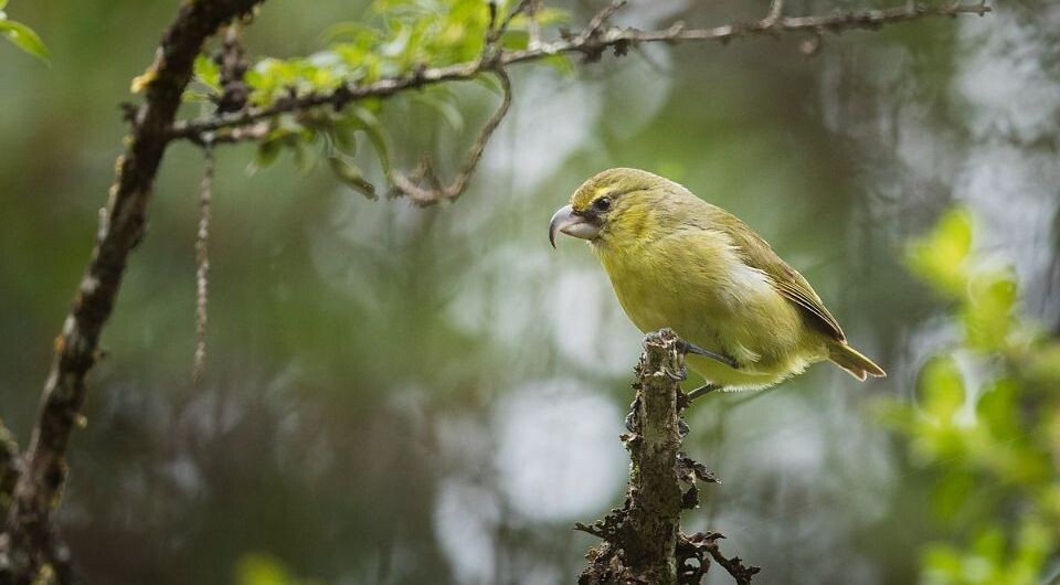   Zach Pezzillo, Maui Forest Bird Recovery Project / Wikimedia Commons / CC BY-SA 4.0