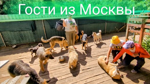 Гости из Москвы в Калининградском приюте для собак