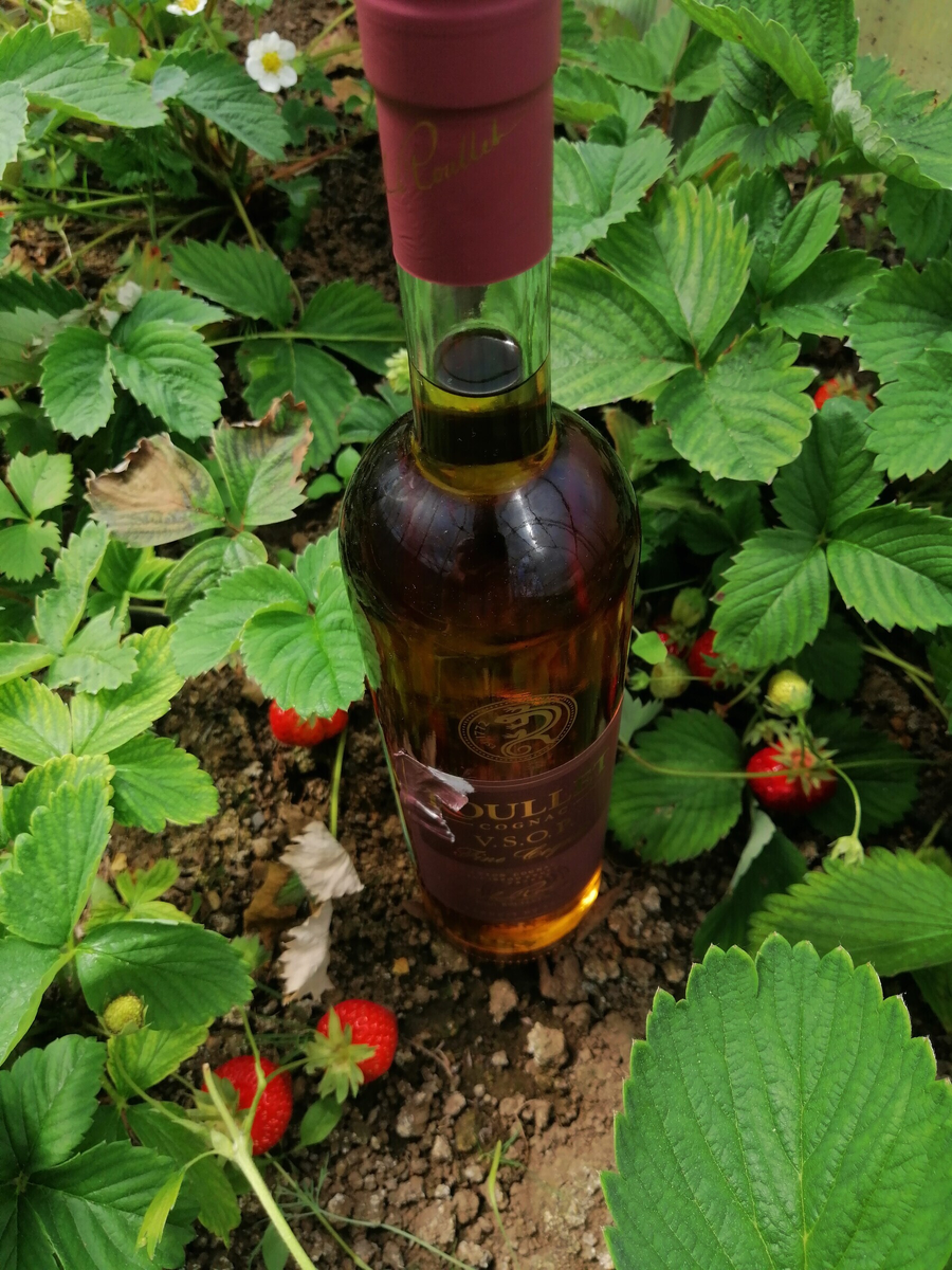 Подмосковная дача. Грядка с клубникой.