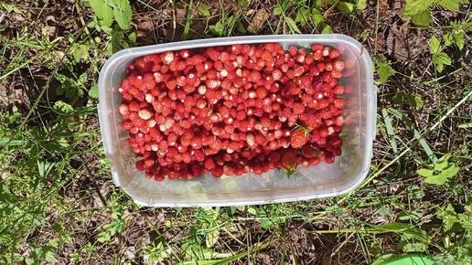 Прогулка по 🌲лесу 🌳🦋 и вкусная находка. Земляника 🍓