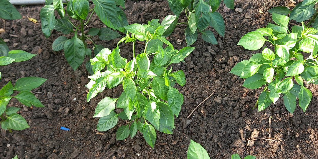 Подкормки перца в открытом грунте: увеличиваем цветение и плодоношение