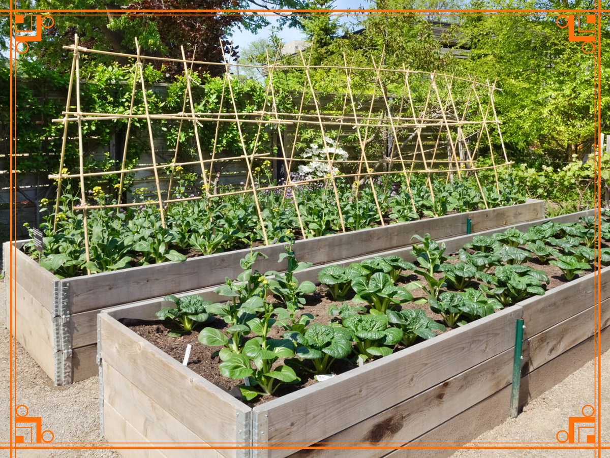 Фото из Интернета. Преимущества и недостатки высоких грядок.