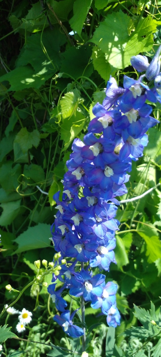 Фото автора Дельфиниум цветет 