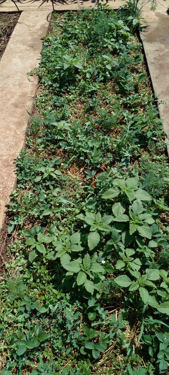 Фото автора все в траве