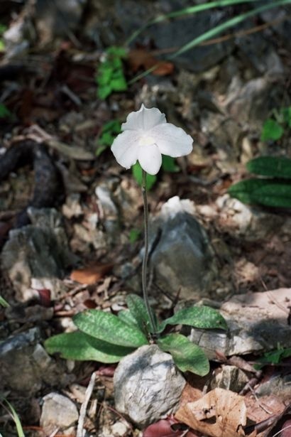 Paphiopedilum niveum в дикой природе. Тайланд. Фото © Jiří Rill