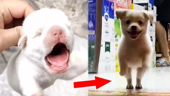 Новорожденного щенка подобрала хозяйка магазина и он стал маленьким «сотрудником»