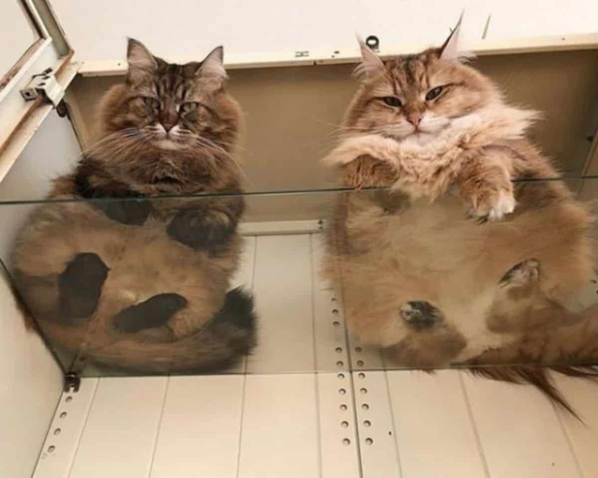 Источник: mixnews.lv
