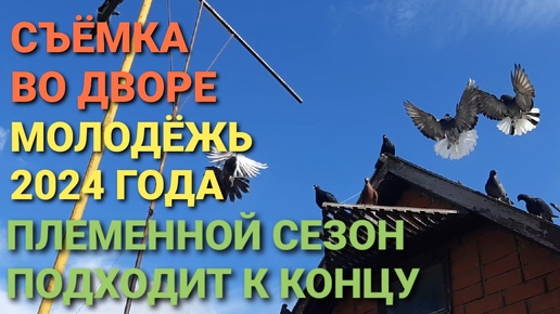 Племенной сезон подходит к концу. Голубята 2024 года. Съёмка во дворе.