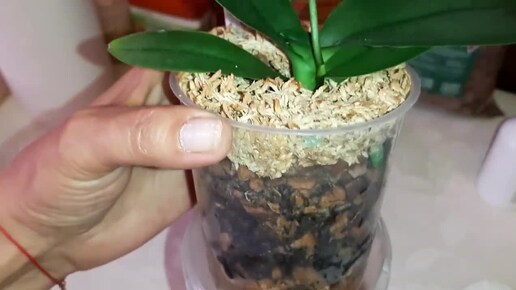 Посадка Орхидеи в размере 1,7' | Phal. Lucky Star YH0025