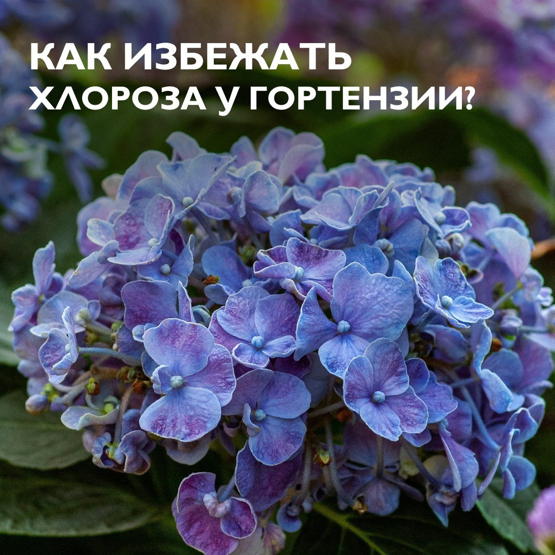 Фото: Yoksel Zok / Unsplash