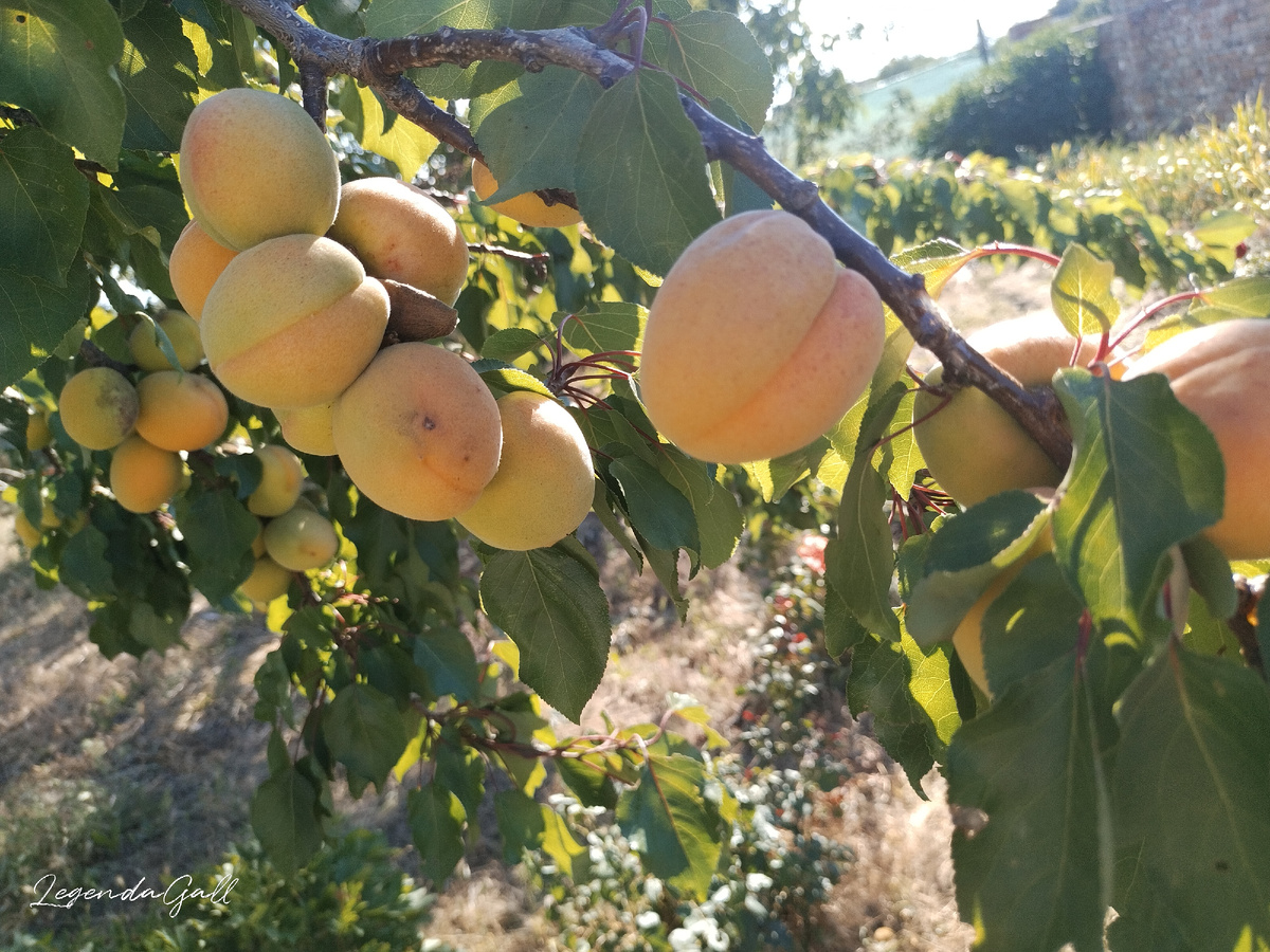 Кажется, что зрелые. Ан нет, еще зеленые совсем.