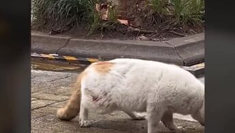 Бездомный кот с взорвавшимися глазами бродит по улицам, пока не умрет!