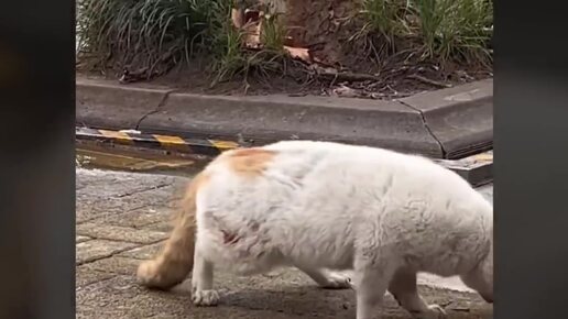 Бездомный кот с взорвавшимися глазами бродит по улицам, пока не умрет!
